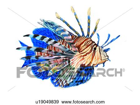 Stock Illustration - ocean, animal, pterois volitans, vertebrate, benthos, sea, fish. Fotosearch