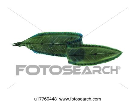 Stock Illustration - ocean, animal, sea, vertebrate, benthos, fish. Fotosearch