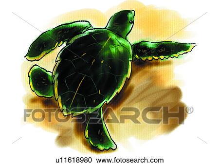 ocean, animal, tortoise, crawl, sea, turtle, creeper View Large Illustration Clipart - ocean, animal, tortoise, crawl, sea, turtle, creeper. Fotosearch