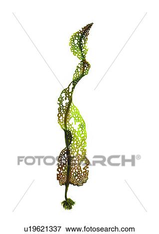 ocean, benthos, animal, sea nullipore, invertebrate View Large Illustration Stock Illustration - ocean, benthos, animal, sea nullipore, invertebrate. Fotosearch