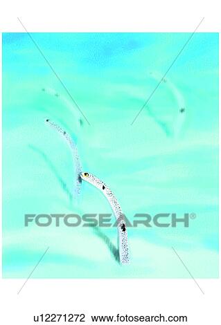 Drawing - ocean, sea, animal, benthos, garden eels. Fotosearch