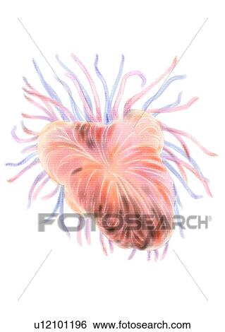 ocean, sea, benthos, animal, plankton View Large Illustration Stock Illustration - ocean, sea, benthos, animal, plankton. Fotosearch