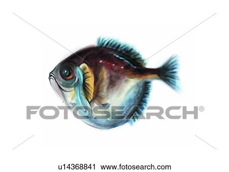 Clip Art - ocean, sea, diretmus argenteus, vertebrate, fish, animal, benthos. Fotosearch