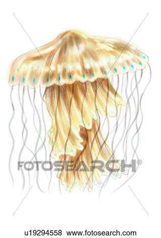 sea, benthos, chrysaora hysoscella, ocean, animal View Large Illustration Stock Illustration - sea, benthos, chrysaora hysoscella, ocean, animal. Fotosearch
