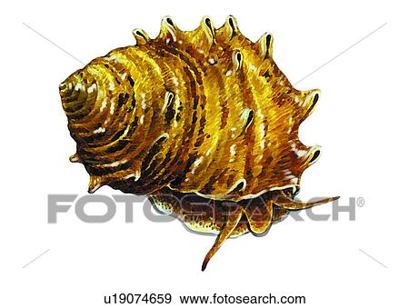 Stock Illustration - sea, crab, seashell, animal, ocean, benthos, pagurian. Fotosearch