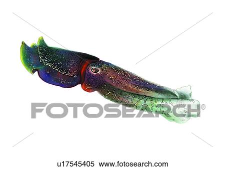 sea, cuttle, benthos, cuttlefish, ocean, squid, animal View Large Illustration Stock Illustration - sea, cuttle, benthos, cuttlefish, ocean, squid, animal. Fotosearch