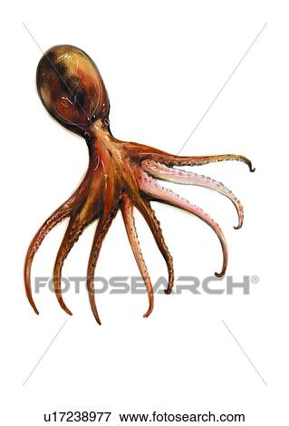 sea, cuttlefish, ocean, animal, benthos View Large Illustration Stock Illustration - sea, cuttlefish, ocean, animal, benthos. Fotosearch