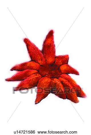 Stock Illustration - sea, invertebrate, starfish, benthos, ocean, animal. Fotosearch