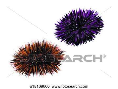 sea, nullipore, benthos, animal, ocean invertebrate View Large Illustration Clipart - sea, nullipore, benthos, animal, ocean invertebrate. Fotosearch