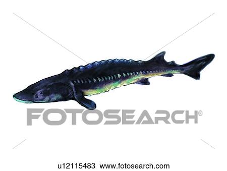 Drawing - sea, vertebrate, animal, fish, shark, ocean, benthos. Fotosearch