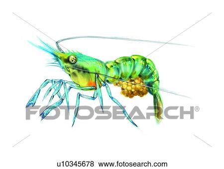 shrimp, sea, ocean, benthos, animal, crustaceam View Large Illustration Stock Illustration - shrimp, sea, ocean, benthos, animal, crustaceam. Fotosearch