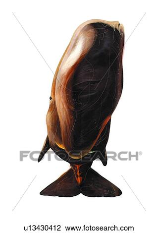 Drawing - sperm whale, ocean, sea, fish, animal, cachalot, benthos. Fotosearch
