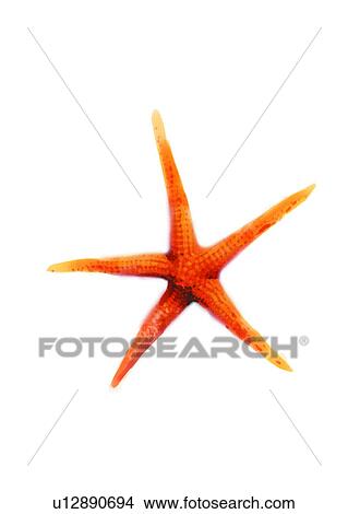 starfish, animal, sea, invertebrate, ocean, benthos View Large Illustration Stock Illustration - starfish, animal, sea, invertebrate, ocean, benthos. Fotosearch