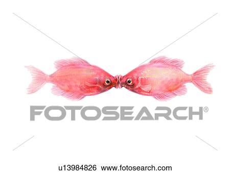 Stock Illustration - vertebrate, benthos, ocean, fish, sea, animal, helostoma rudolfi. Fotosearch