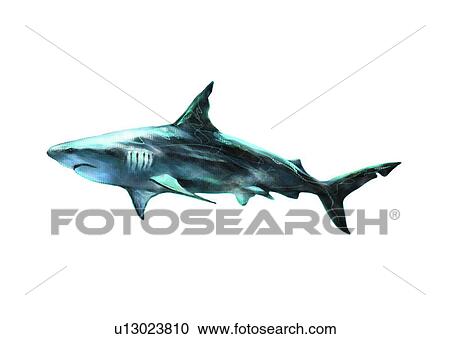 Clipart - vertebrate, benthos, shark, ocean, animal, galeocerdo cuvieri, sea. Fotosearch