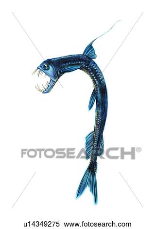 Stock Illustration - vertebrate, fish, sea, benthos, animal, ocean, chauliodus sloani. Fotosearch