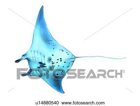 Clipart - vertebrate, fish, sea, benthos, ocean, dasyatis akajei, animal. Fotosearch