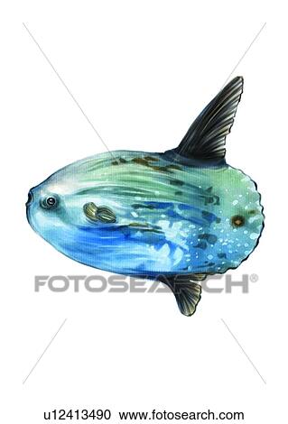 Clipart - vertebrate, ocean sunfish, roach, fish, sea, animal, ocean. Fotosearch