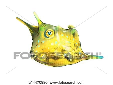Clipart - vertebrate, sea, animal, ocean, benthos, fish, lactoria cornutus. Fotosearch