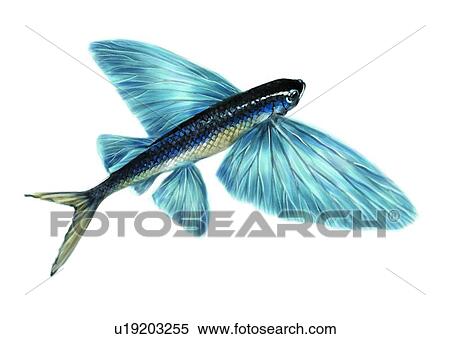 Stock Illustration - vertebrate, sea, benthos, fish, ocean, flying fish, skipjack. Fotosearch