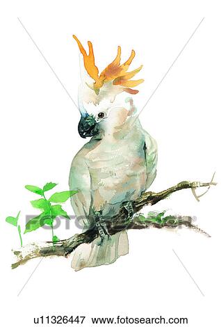水彩画 絵 鳥 オウム イラスト U Fotosearch