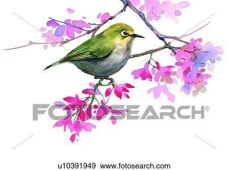 水彩画 鳥 絵 イラスト U Fotosearch