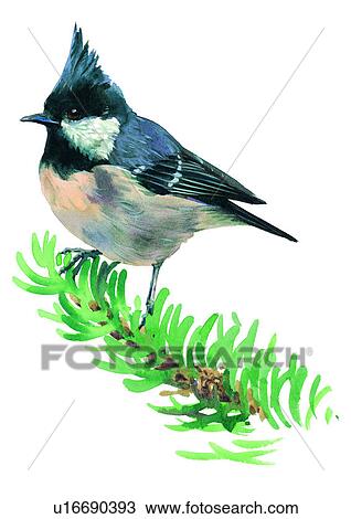 Drawing - bird, painting, watercolor. Fotosearch