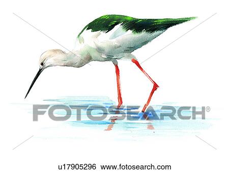 bird, painting, watercolor View Large Illustration Stock Illustration - bird, painting, watercolor. Fotosearch