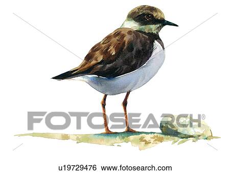 bird, painting, watercolor View Large Illustration Stock Illustration - bird, painting, watercolor. Fotosearch