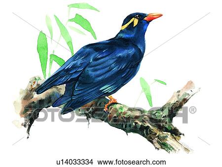 Stock Illustration - bird, watercolor, painting. Fotosearch