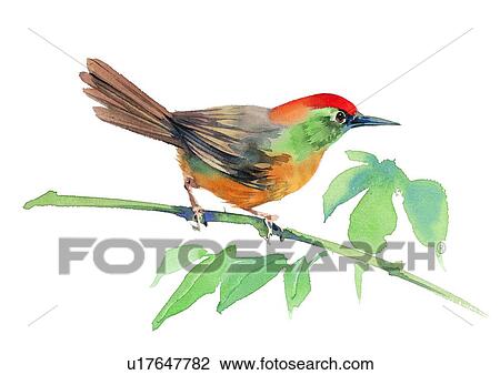 painting, bird, watercolor View Large Illustration Drawing - painting, bird, watercolor. Fotosearch
