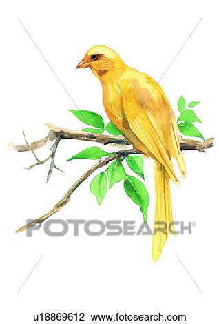 painting, bird, watercolor View Large Illustration Drawing - painting, bird, watercolor. Fotosearch