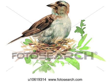 Stock Illustration - painting, bird, watercolor. Fotosearch