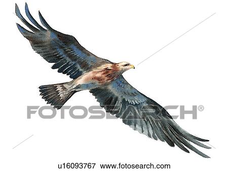 Stock Illustration - painting, bird, watercolor. Fotosearch