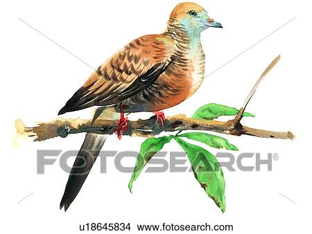 painting, bird, watercolor View Large Illustration Stock Illustration - painting, bird, watercolor. Fotosearch