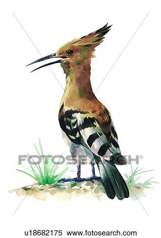 Stock Illustration - painting, bird, watercolor. Fotosearch