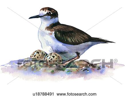 painting, watercolor, bird View Large Illustration Clip Art - painting, watercolor, bird. Fotosearch