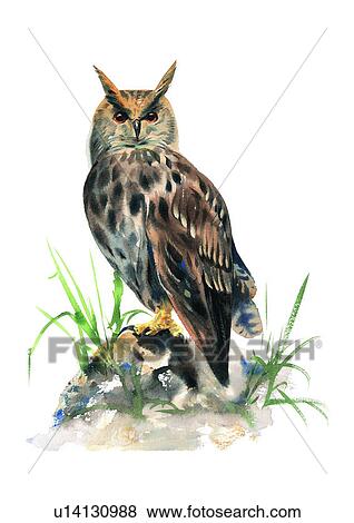 painting, watercolor, bird, owl View Large Illustration Stock Illustration - painting, watercolor, bird, owl. Fotosearch