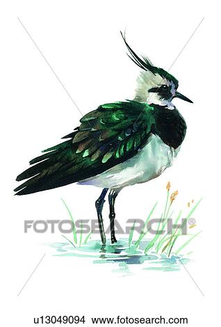 painting, watercolor, bird View Large Illustration Stock Illustration - painting, watercolor, bird. Fotosearch