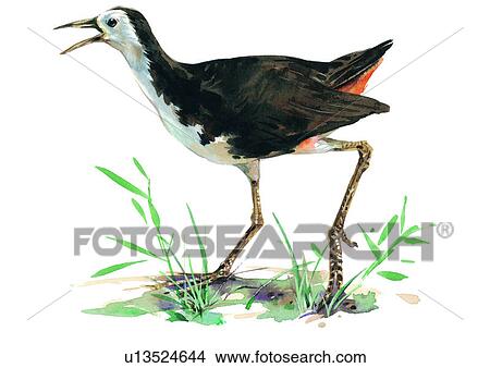 painting, watercolor, bird View Large Illustration Stock Illustration - painting, watercolor, bird. Fotosearch