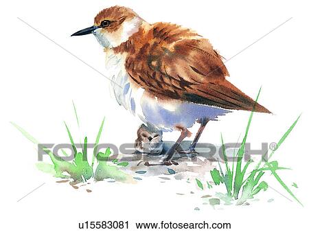 Clip Art - watercolor, bird, painting. Fotosearch