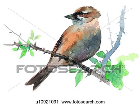 Clip Art - watercolor, painting, bird. Fotosearch