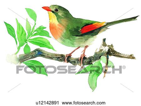 Clip Art - watercolor, painting, bird. Fotosearch