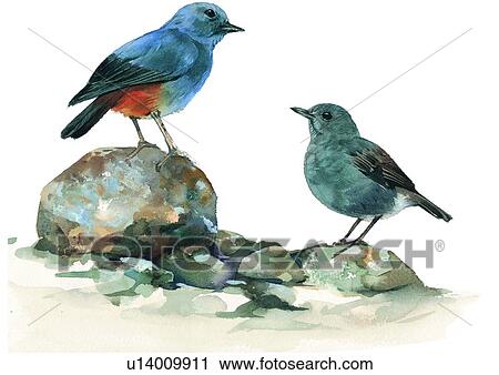 watercolor, painting, bird View Large Illustration Clip Art - watercolor, painting, bird. Fotosearch