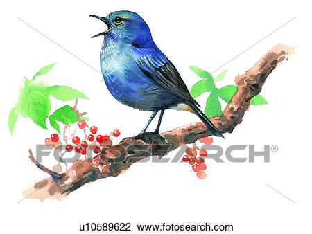 watercolor, painting, bird View Large Illustration Drawing - watercolor, painting, bird. Fotosearch