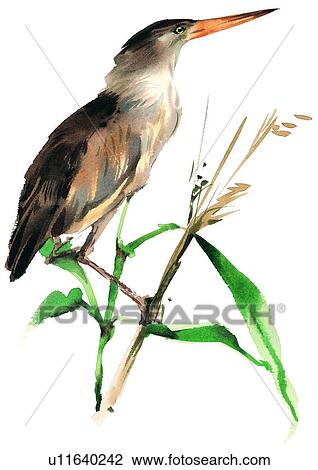 watercolor, painting, bird View Large Illustration Drawing - watercolor, painting, bird. Fotosearch