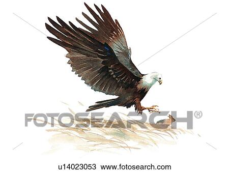 watercolor, painting, bird View Large Illustration Drawing - watercolor, painting, bird. Fotosearch