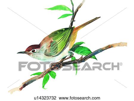 watercolor, painting, bird View Large Illustration Drawing - watercolor, painting, bird. Fotosearch
