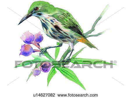 watercolor, painting, bird View Large Illustration Drawing - watercolor, painting, bird. Fotosearch