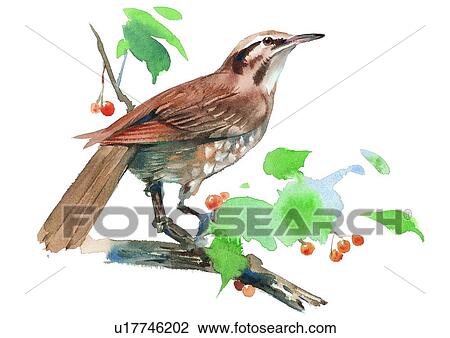 Drawing - watercolor, painting, bird. Fotosearch